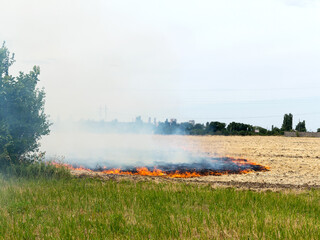 On the field after harvesting grain crops burning stubble and straw. Factors causing smoke in atmosphere and global warming. Smoke from burning of dry grass (drone image). Small animals are bending