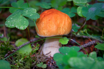 Edible mushroom Leccinum Aurantiacum with orange caps.