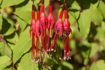 Fuchsia (Fuchsia magellanica 'Riccartonii'). Willowherb family, Evening Primrose family...