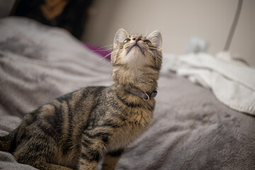 Portret kota, wrzosowy. 