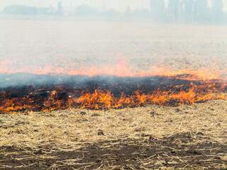 On the field after harvesting grain crops burning stubble and straw. Factors causing smoke in atmosphere and global warming. Smoke from burning of dry grass (drone image). Small animals are bending