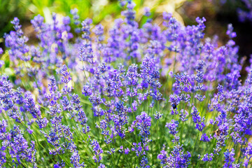 Naklejka premium Lavender's blooming. Purple lavender field in summer, on a sunny day, Provence. Selective focus. Bokeh and close-up view.