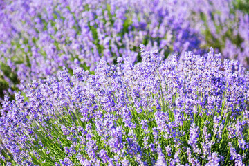 Obraz premium Lavender's blooming. Purple lavender field in summer, on a sunny day, Provence. Selective focus. Bokeh and close-up view.