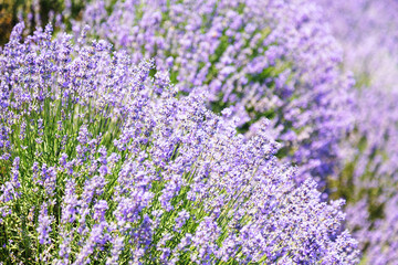 Lavender's blooming. Purple lavender field in summer, on a sunny day, Provence. Selective focus. Bokeh and close-up view.