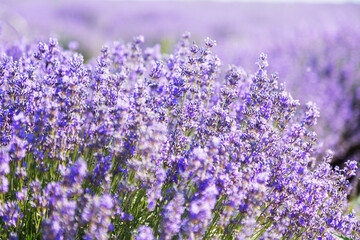 Fototapeta premium Lavender's blooming. Purple lavender field in summer, on a sunny day, Provence. Selective focus. Bokeh and close-up view.