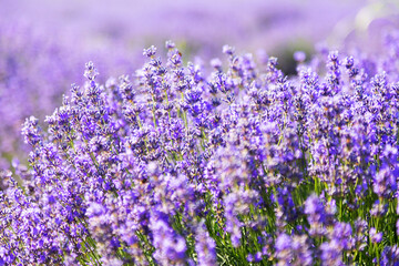 Naklejka premium Lavender's blooming. Purple lavender field in summer, on a sunny day, Provence. Selective focus. Bokeh and close-up view.