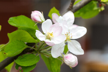 Apple blossom, apple tree in garden. Blossom apple blossoms over blurred nature background. Spring Background with bokeh