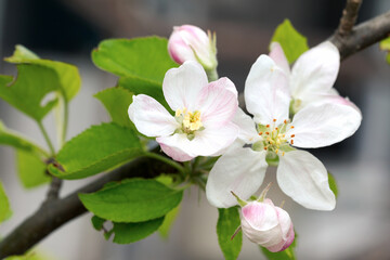 Apple blossom, apple tree in garden. Blossom apple blossoms over blurred nature background. Spring Background with bokeh