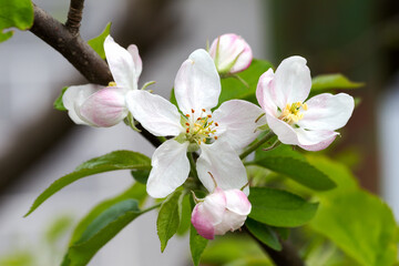 Obraz premium Apple blossom, apple tree in garden. Blossom apple blossoms over blurred nature background. Spring Background with bokeh
