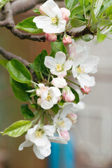 Apple blossom, apple tree in garden. Blossom apple blossoms over blurred nature background. Spring Background with bokeh. Selective focus