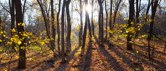 red autumn forest glade in a light of sun, beautiful autumn natural background