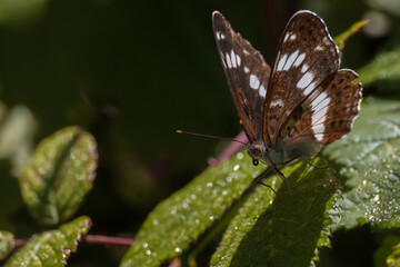 Limenitis camillaп Brown Butterfly on a green leaf with the dark background