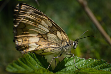 Brown Butterfly on a green leaf with the dark background