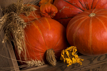 autumn harvest of pumpkins in a box