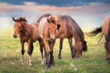 Naklejka na ściany i meble Horse herd run on summer pasture in Carpatian mountain