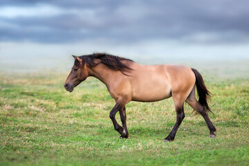 Bay horse walk on pasture
