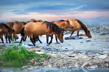 Horses drink in mountain  river