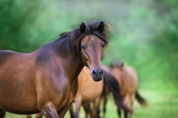 horse in the field