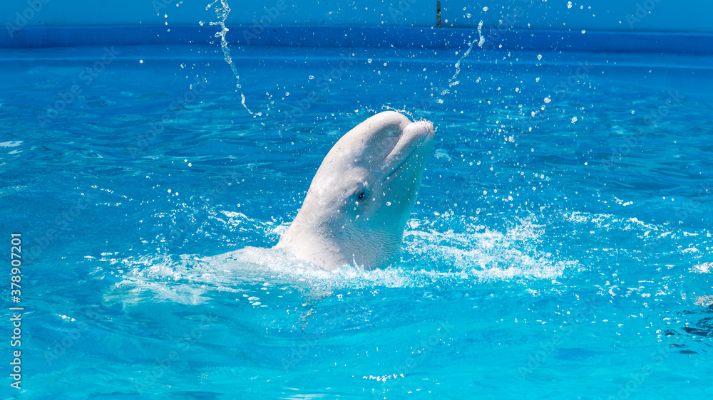 Wall mural Friendly beluga whale or white whale in water. Beluga whale white dolphin portrait while coming to you.