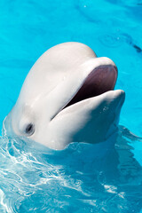 Friendly beluga whale or white whale in water. Beluga whale white dolphin portrait while coming to...