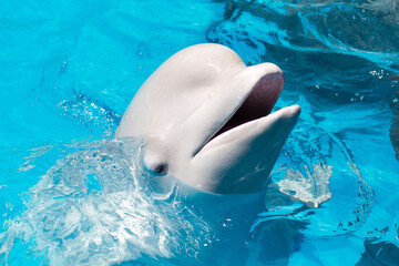 Friendly beluga whale or white whale in water. Beluga whale white dolphin portrait while coming to...