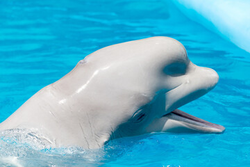 Friendly beluga whale or white whale in water. Beluga whale white dolphin portrait while coming to you. © Elena