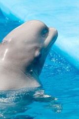 Naklejka premium Friendly beluga whale or white whale in water. Beluga whale white dolphin portrait while coming to you.