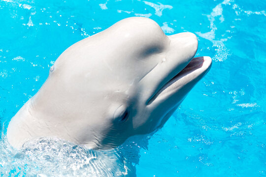 Friendly beluga whale or white whale in water. Beluga whale white dolphin portrait while coming to you.