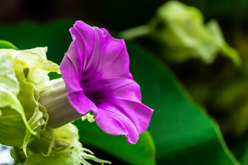 Elephant creeper flowers blooming in beauty cozy home flower garden on summer.