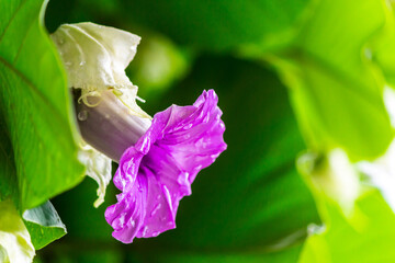 Elephant creeper flowers blooming in beauty cozy home flower garden on summer.