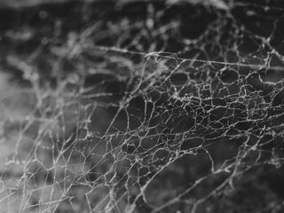 Black and white spider web