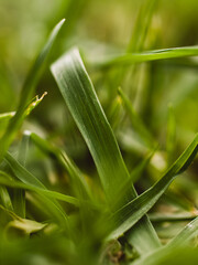 close up of green grass