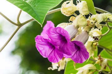 Elephant creeper flowers blooming in beauty cozy home flower garden on summer.
