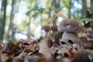 beautiful boletus in the forest