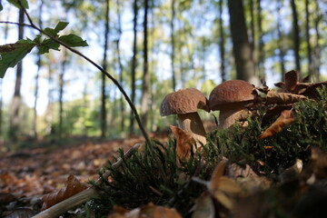 beautiful boletus in the forest