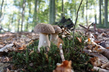 beautiful boletus in the forest