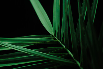 Close up of date palm leaf for copy space.