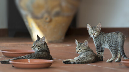 Groupe de chats sur une terrasse