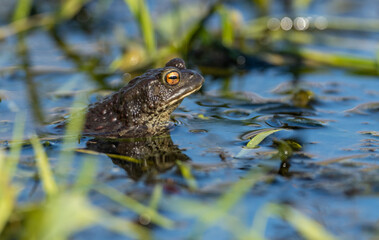 european common toad (bufo bufo) looking out of in shallow water