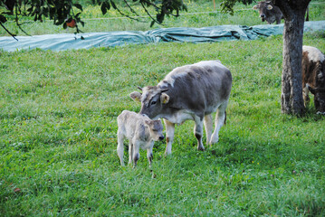 Fototapeta premium Kuh mit Kalb, mama und Sohn