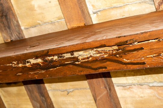 Dachbalken zerstört durch Holzwürmer