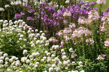 Naklejka premium Sydney Australia, pink and purple cleome or spider flowers with white globe amaranth flowers