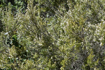 Beautiful view of nature green leaves on green tree background with sunlight.