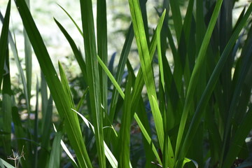 Beautiful view of nature green leaves with sunlight.