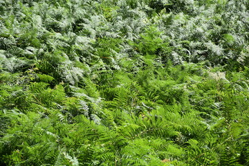 Beautiful view of nature green leaves on green tree background with sunlight.