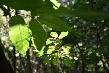 Beautiful view of nature green leaves on green tree background with sunlight.