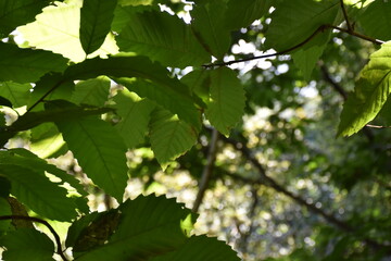 Beautiful view of nature green leaves on green tree background with sunlight.