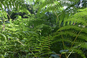 Beautiful view of nature green leaves on green tree background with sunlight.