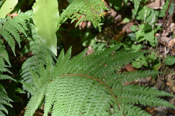 Beautiful view of nature green leaves with sunlight.