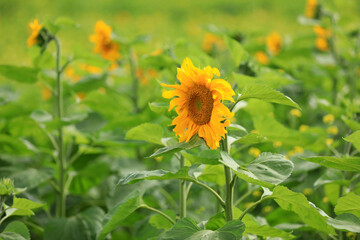  the sunflowers are in full bloom